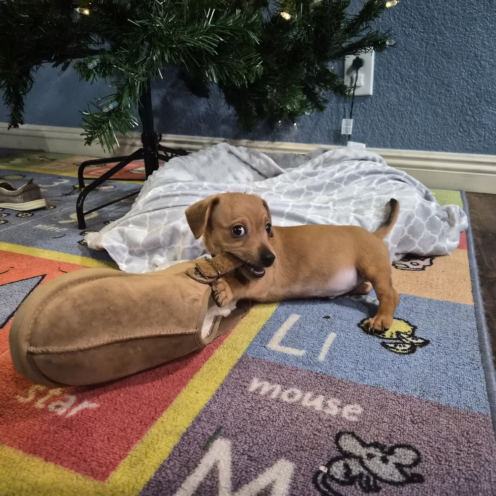 Cozy Tan Dog Slipper Toy